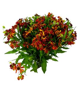 Helenium autumn fire 70 - HELAUTFIR