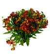 Helenium autumn fire 70 - HELAUTFIR