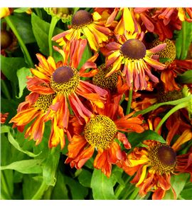 Helenium autumn fire 70 - HELAUTFIR