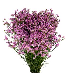 Limonium princess diamond 55 - LIMPRIDIA