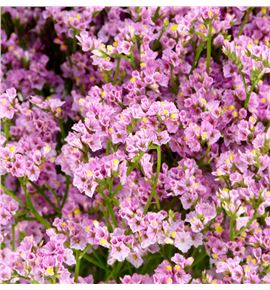 Limonium princess diamond 55 - LIMPRIDIA