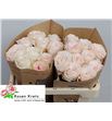 Rosa hol sunderland 60 - RGRSUND