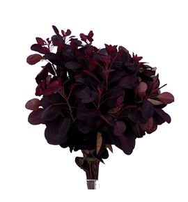 Cotinus royal purple 60 - COTROYPUR