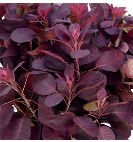 Cotinus royal purple 60 - COTROYPUR