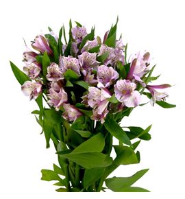 Alstroemeria fancy lavanda - ALSFCYLAV
