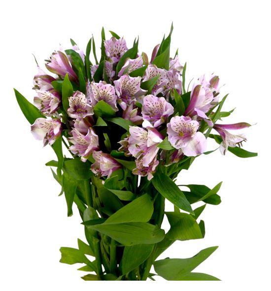 Alstroemeria fancy lavanda - ALSFCYLAV