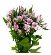 Alstroemeria fancy lavanda - ALSFCYLAV