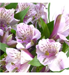 Alstroemeria fancy lavanda - ALSFCYLAV