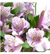 Alstroemeria fancy lavanda - ALSFCYLAV1
