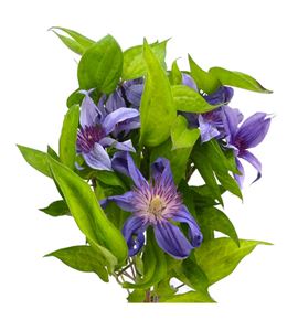 Clematis amazing sofia 60 - CLEAMASOF