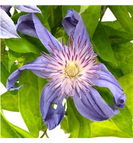 Clematis amazing sofia 60 - CLEAMASOF
