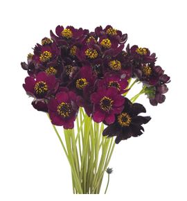 Cosmos black beauty 50 - COSBLABEA