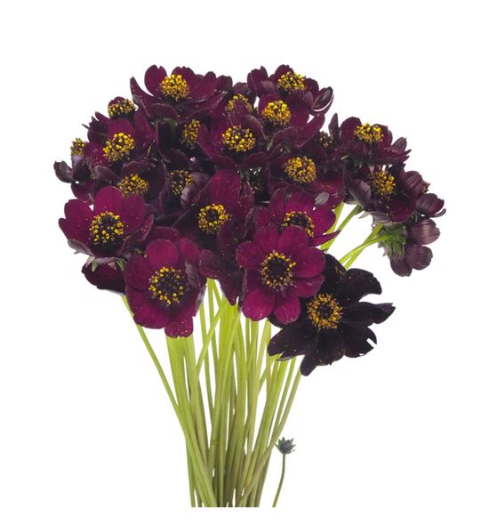 Cosmos black beauty 50 - COSBLABEA