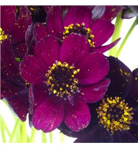 Cosmos black beauty 50 - COSBLABEA