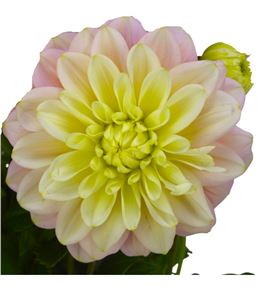 Dahlia giovanna 60 - DAHGIO