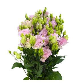 Lisianthus chac wedding ping 75 - LISCHAWEDPIN