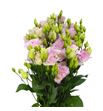 Lisianthus chac wedding ping 75 - LISCHAWEDPIN