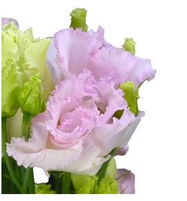 Lisianthus chac wedding ping 75 - LISCHAWEDPIN