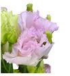 Lisianthus chac wedding ping 75 - LISCHAWEDPIN1