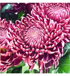 Cr bigoudi red 75 - CRGBIGRED