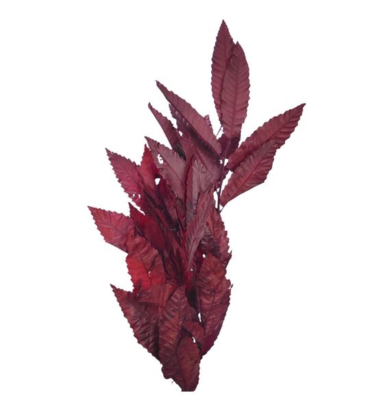 Castaño preservado granate - CASPREGRA