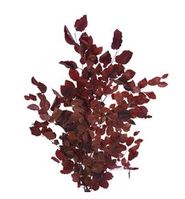 Hoja beuk preservado granate - HOJBEUGRA