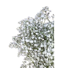 Gyps ophelia 60 x 10t - GYPXLE