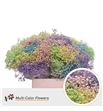 Gyps teñido pastel mixta 80 - GYPMILMIXPAS