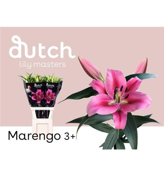 Lilium oriental hol marengo 95 - LOHMARE