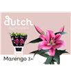 Lilium oriental hol marengo 95 - LOHMARE