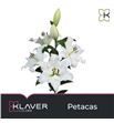 Lilium oriental hol petacas 100 - LOHPET