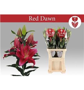 Lilium oriental hol red dawn 100 - LOHREDDAW