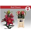 Lilium oriental hol red dawn 100 - LOHREDDAW