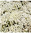 Ozoth snow white 60 - OZOSNOWHI1