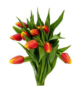 Tulipan denmark 42 - TULDEN