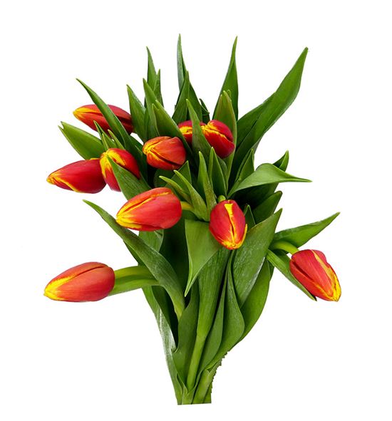 Tulipan denmark 42 - TULDEN