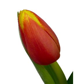 Tulipan denmark 42 - TULDEN