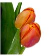 Tulipan icoon 46 - TULICO1