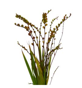 Crocosmia met bes 90 - CROFIRKINBES