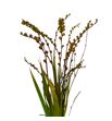 Crocosmia met bes 90 - CROFIRKINBES