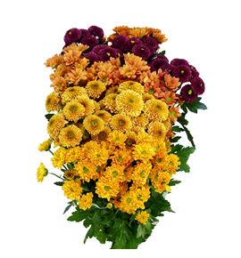 Cr santini mixto herfst 55 - CRSMIXHER