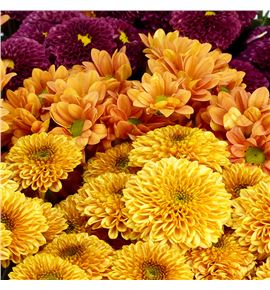 Cr santini mixto herfst 55 - CRSMIXHER