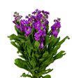 Matthiola deep rose 55 - MATDEEROS