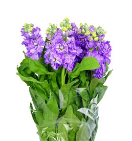 Matthiola impala lavander 55 - MATCENLAV