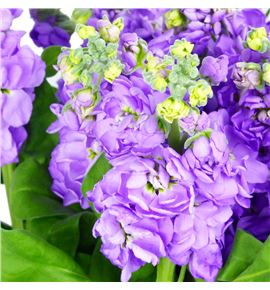 Matthiola impala lavander 55 - MATCENLAV