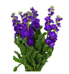 Matthiola impala purple 55 - MATIROPUR