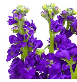 Matthiola impala purple 55 - MATIROPUR