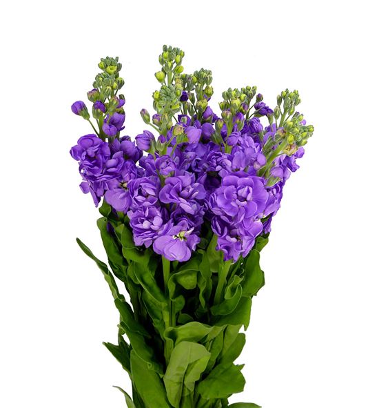 Matthiola mathilda lavander 55 - MATMATLAV