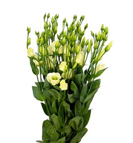 Lisianthus piccolo yellow 75 - LISPICYEL