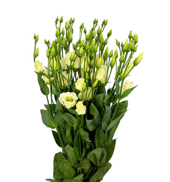 Lisianthus piccolo yellow 75 - LISPICYEL